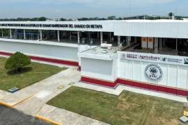 En las próximas semanas comenzará la liberación de moscas estériles producidas en la planta de Chiapas, desde Tamaulipas.