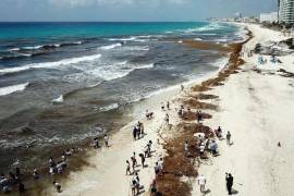 Se prevé que el 2023 sea el año más agudo con la llegada prematura de algas marinas a las costas del Caribe mexicano