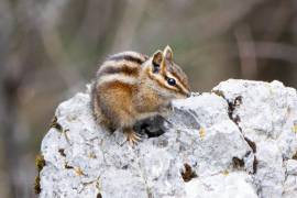 La ardilla Chichimoco, en peligro de extinción, habita en los picos de las altas montañas de Coahuila y Nuevo León.