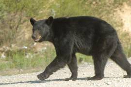 Se buscará contar con datos confiables antes de considerar algún cambio en su categoría