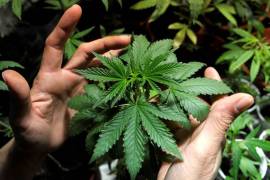 Entra en vigor uso medicinal de la marihuana; se publica en el DOF reglamento