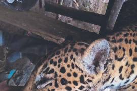 Autoridades implementaron un operativo, sin embargo, de los responsables de la muerte del jaguar nada se sabe