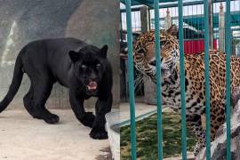 El Código Penal Federal tipifica como delito contra la biodiversidad el tráfico, captura, posesión o transporte de especies protegidas.