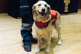 La Golden Retriever de diez años, fue compañera de Frida en las labores de rescate del sismo ocurrido el 19 de septiembre de 2017