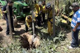 Tras ser extraído del pozo, el becerro fue entregado a su propietario, Francisco Moreno.