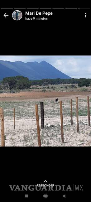 Protegen a otro oso en riesgo por personas, ahora en Arteaga; “no deben acercarse”, señalan