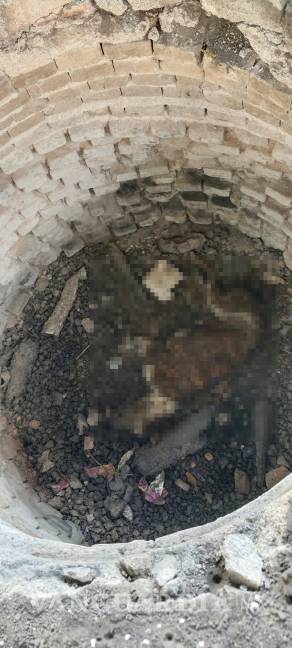 $!Vecinos y activistas exigen justicia para “Roco” y sanciones contra la crueldad animal.