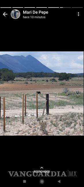 Protegen a otro oso en riesgo por personas, ahora en Arteaga; “no deben acercarse”, señalan