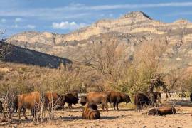 Los animales contribuyen a descompactar el suelo y favorecen la infiltración del agua de lluvia.