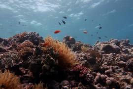 Gran Barrera de Coral en Australia pierde más de la mitad de sus corales