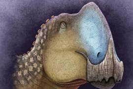 El Coahuilasaurus lipani es un dinosaurio recién descubierto en Coahuila, cuyo fósil ofrece nuevas pistas sobre la fauna que habitaba Laramidia hace 75 millones de años.