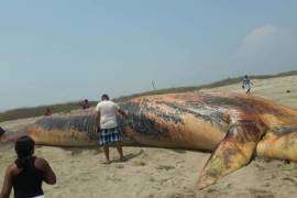 Encuentran una ballena muerta en costa de Oaxaca