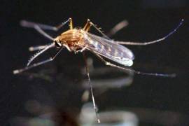 Son 151 casos de zika confirmados en México