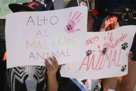 Asociaciones protectoras de animales piden endurecer castigos.