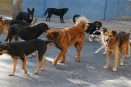 Los perros callejeros no están desparasitados, vacunados ni esterilizados, por lo que representan un problema de salud pública.