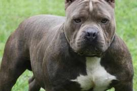 Delincuente se esconde en una casa y perros guardianes lo matan, en Aguascalientes