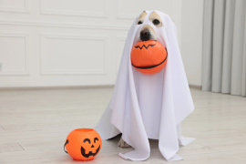 Durante el desfile de mascotas se premiará al disfraz más original en el Bosque Urbano.