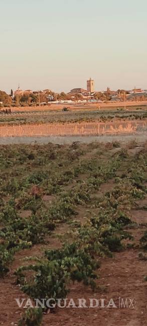 $!Vista de El Toboso desde las viñas de El Bachiller. EFE/Amalia González Manjavacas