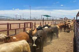 Operativos conjuntos han permitido detectar irregularidades en el traslado de ganado en Coahuila.