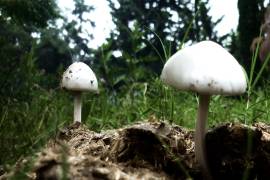 Hongos creciendo en el estiércol, Bella Unión, Arteaga, Coahuila, 2010.