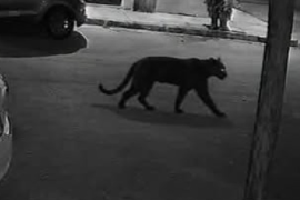 Personal operativo realizó recorridos en Villa Jardín tras el reporte de un supuesto animal de gran tamaño.