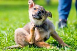 Las garrapatas son transmisoras de enfermedades que podrían ser mortales, tanto para las mascotas como para los humanos.