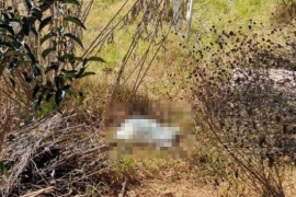 Una cabra blanca fue encontrada sin cabeza, en un parque de Huixquilucan.