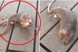 Extraña criatura marina es captada en video por pescadores en EU