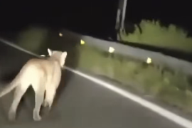 Usuarios de redes sociales compartieron imágenes de un aparente puma en las inmediaciones de la presa Palo Blanco, en Ramos Arizpe.