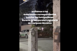 Las mariposas Monarca atraviesan Ciudad Acuña durante su migración anual.