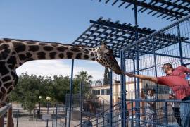 La jirafa “Benito”, que llegó a Puebla tras ser rescatada de un parque en Chihuahua, salió bien en los análisis de laboratorio y pudo explorar su nuevo hogar.