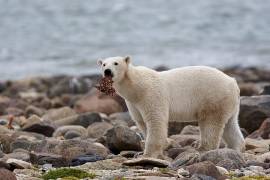 Un oso polar macho come un trozo de carne de ballena mientras camina a lo largo de la costa de la Bahía de Hudson, cerca de Churchill, Manitoba.