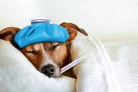 Los perros y gatos también pueden padecer infecciones respiratorias similares a la gripe humana.