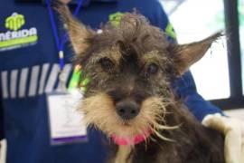 El caso sienta precedente en la aplicación del reglamento municipal de bienestar animal.