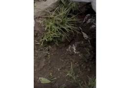 Los restos humanos fueron trasladados a las instalaciones del Servicio Médico Forense para determinar la realización de estudios genéticos y su identidad