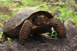 Descubren nueva especie de tortugas en desierto de Sonora y Sinaloa