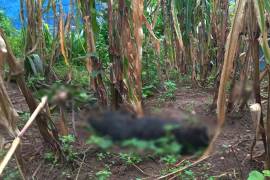 De acuerdo con pobladores, no se sabe quién o quiénes tiraron veneno en la zona,