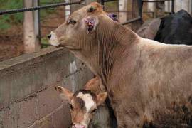 Durante la mesa binacional, México y Estados Unidos coincidieron en fortalecer el Senasica para prevenir futuras crisis sanitarias, tras el brote de gusano barrenador que afectó las exportaciones ganaderas.