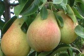 Perón símbolo de una fruta de sabor e historia