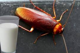 ¿Leche de cucaracha? Será el suplemento alimenticio del futuro