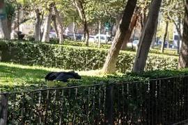El video fue grabado durante el día en la Alameda de Saltillo y posteriormente difundido en redes sociales.