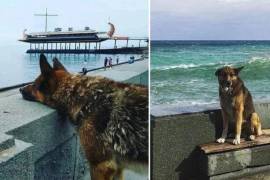 Llamado Mukhtar, el noble perro esperó con paciencia a su amo, un rescatista acuático fallecido hace 12 años.