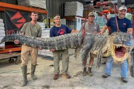 El enorme cocodrilo fue atrapado en el río Yazoo en plena temporada de caza en Mississippi.