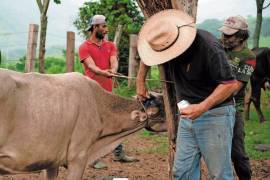 Ganaderos exigen al gobierno aplicar medidas para salvaguardar a los estados donde no hay plaga del gusano barrenador.