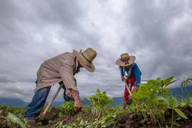 Con las recientes lluvias se esperan buenas cosechas en el campo de Coahuila.