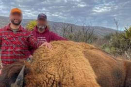 Pena de hasta 12 años de prisión por matar bisontes