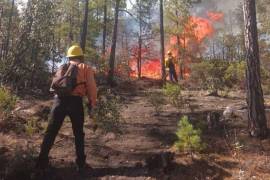 En lo que va del presente año se han sumado 393 incendios forestales en la entidad | Foto: Especial