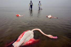 En 2019/2020 y 2020/2021, miles de aves murieron en la laguna de Miankala por falta de agua y su contaminación con diversas toxinas
