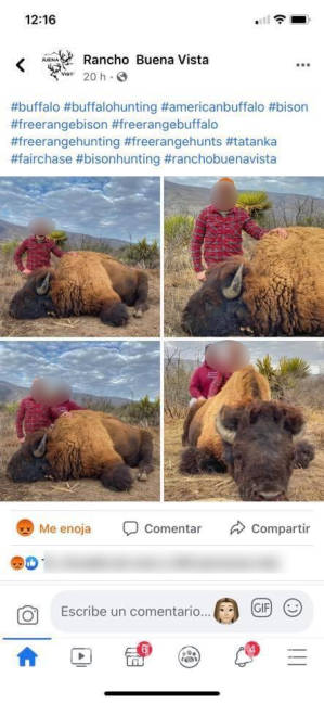 $!Indignan imágenes de caza de bisontes en Coahuila