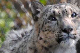 ‘Baya’ era una leopardo de las nieves de apenas 2 años y medio.